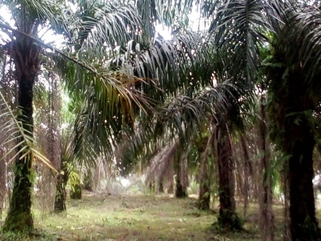 IAR&T, OCP Àfrica formulate fertiliser for oil palm farmers