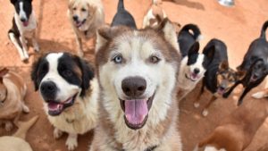 Dogs