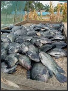 tilapia