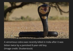 Cobra bites boy, boy bites it dead