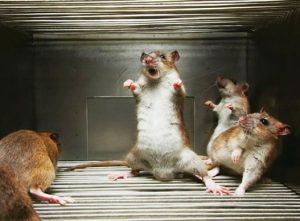 Ondo govt inaugurates rats eradication campaign