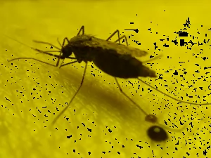 ‘Nigeria accounts for 31% of global malaria deaths’