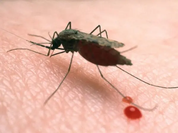 ‘Nigeria accounts for 31% of global malaria deaths’