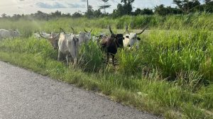 Ijaw National Congress asks N’Delta governors to emulate Gov Diri on grazing laws