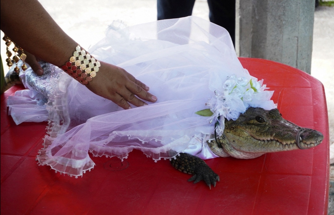 Mayor weds alligator in Mexico