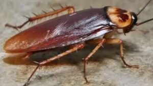 Kill that cockroach in your house before it kills you