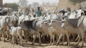 Benue govt gives 14-day quit notice to herders