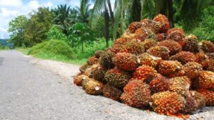 Fear grips A'Ibom oil palm-producing communities over moves to shut down NIFOR