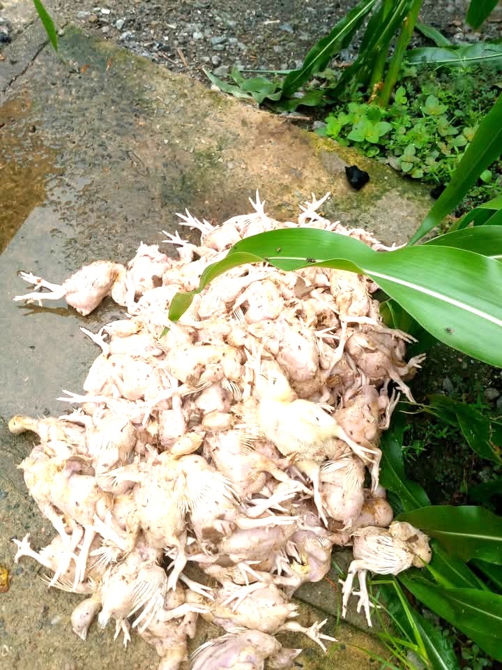 Flood destroys poultry farm, property worth millions of naira