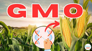CSOs express concerns over divergent stands of FG agencies on GMOs safety