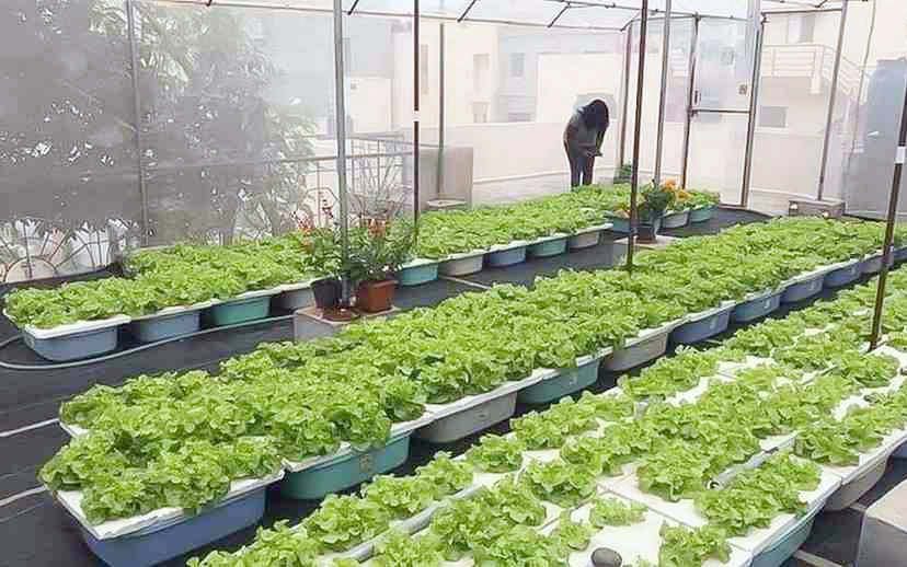 UNILAG don urges Lagos to embrace urban farming for 2026