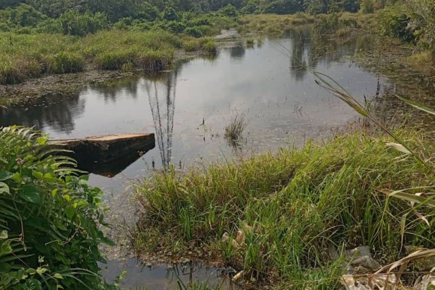 Unyenge faults Ekid’s claims over Stubbs Creek Forest