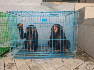 Customs intercept trafficked wildlife, arrest three in Kano