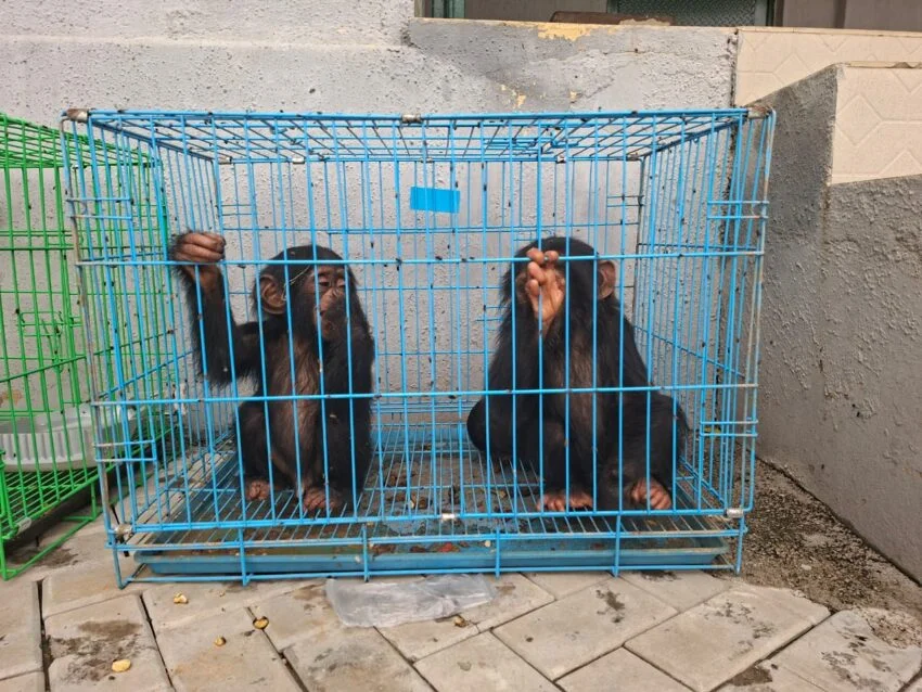 Customs intercept trafficked wildlife, arrest three in Kano