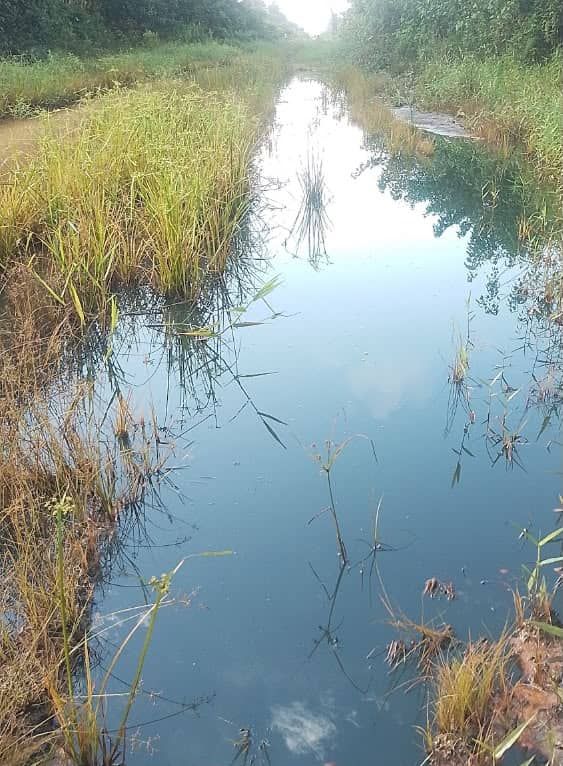 Fresh Bayelsa oil spill raises concerns over cleanup standards
