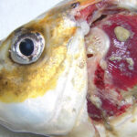 UK imposes controls after deadly fish virus