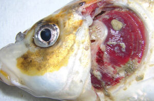 UK imposes controls after deadly fish virus