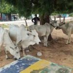 Police arrest seven over cattle rustling in Jigawa