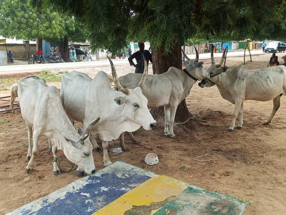 Police arrest seven over cattle rustling in Jigawa