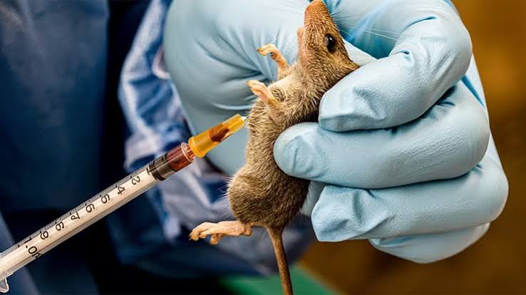 Anambra confirms Lassa fever, activates emergency response